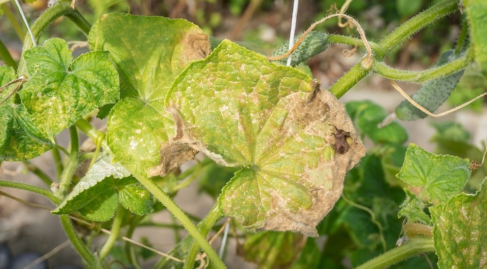 Жовтіє листя огірків? Дізнайтесь причини та ефективні рішення! - 6 - SeWerIn