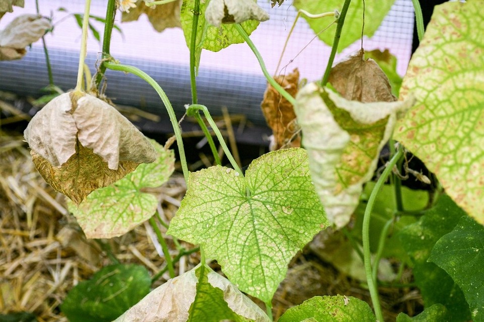 Листя огірка жовтіє через неправильний полив або недостатнє підживлення рослини