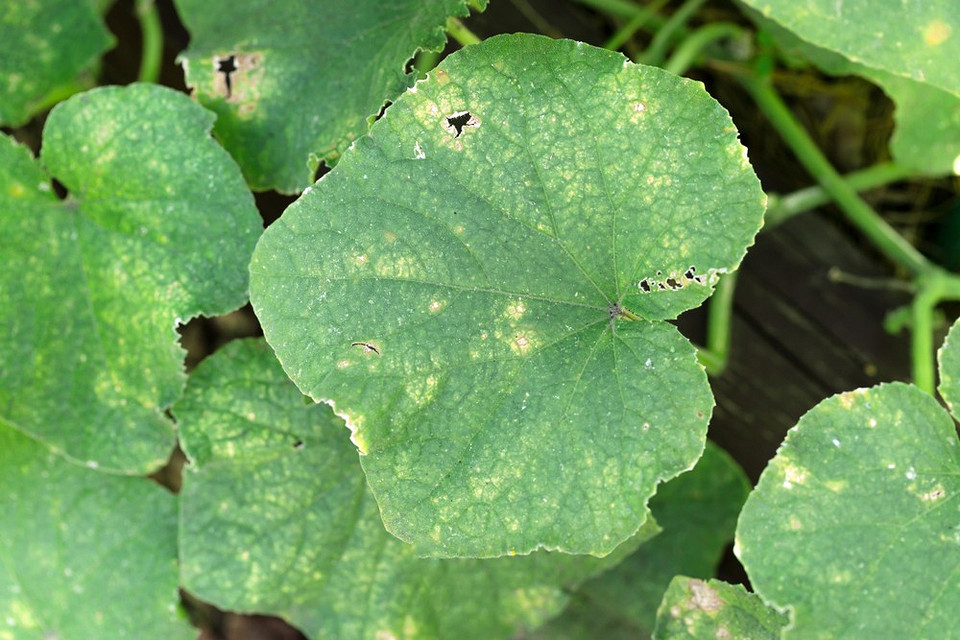 Жовтіє листя огірків? Дізнайтесь причини та ефективні рішення! - 22 - SeWerIn