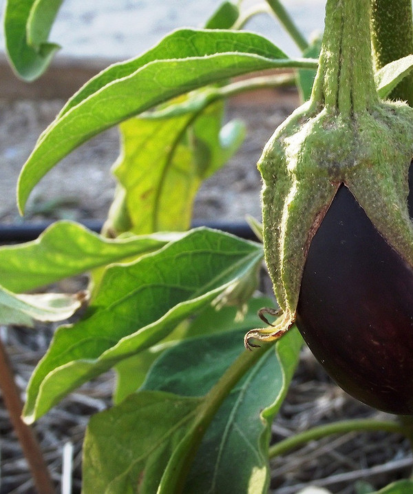 Сигнали баклажанів Кілька пожовклих листків баклажана, що лежать на землі, як попередження.
