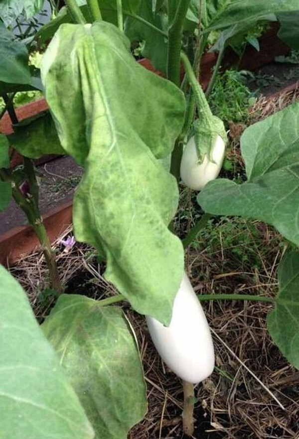 Догляд за баклажанами Рука садівника, що показує на пожовклий листок баклажана, досліджуючи проблему.