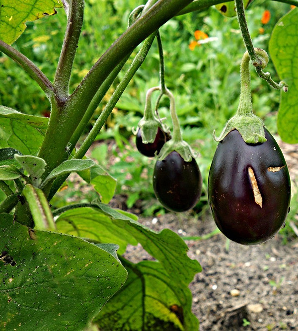 Дефіцит азоту Симптоми дефіциту азоту на молодому пагоні баклажана, що жовтіє.