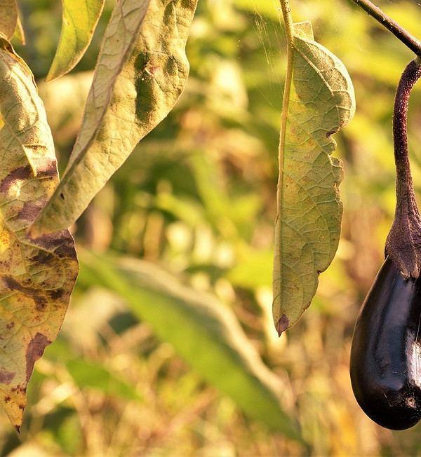 Загальне пожовтіння Цілий кущ баклажана з ознаками загального пожовтіння листя.