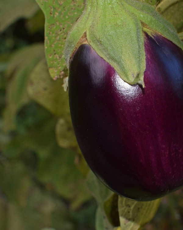 Підживлення баклажанів Кущ баклажанів із загальним пожовтінням листя, що потребує підживлення.