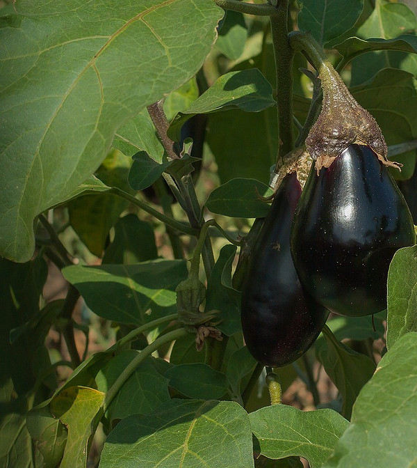 Проблеми з листям баклажанів Баклажан із помітно пожовтілим листям, свідчення проблеми живлення рослини.