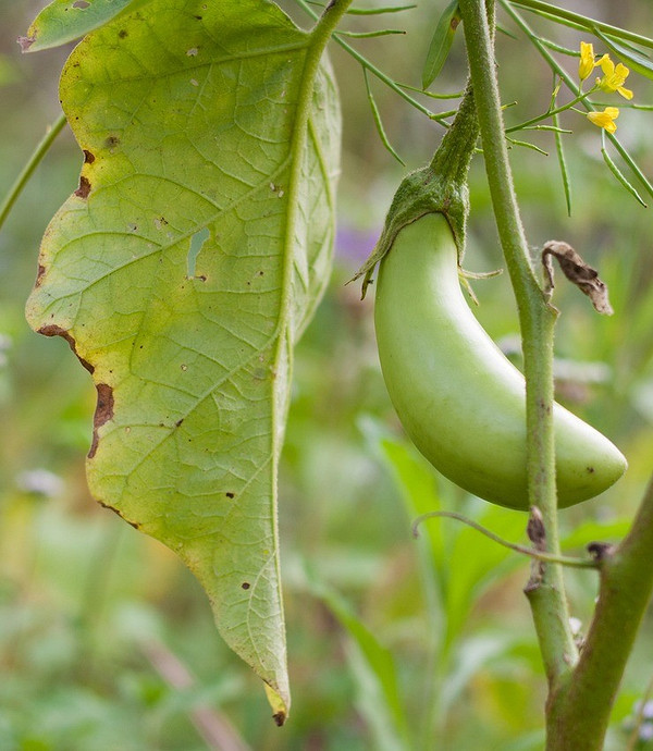 Жовтіє листя баклажанів Жовтіє листя баклажанів через дефіцит азоту, що потребує підживлення для здорового врожаю.