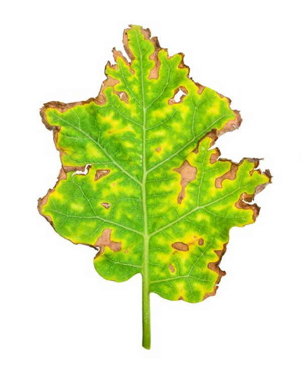 Плями на листках Детальний вигляд листка баклажана з жовтими плямами, що вказують на хворобу.