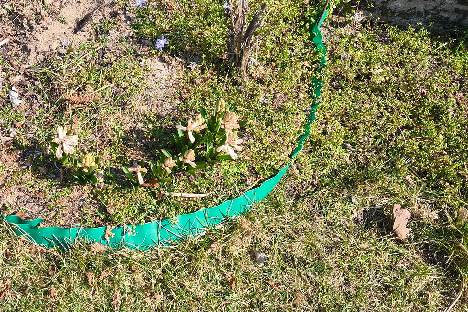 Підготовка ґрунту Підготовка ґрунту до посадки: розпушування та внесення добрив.