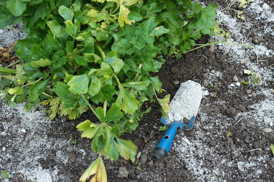 Профілактика хвороб Профілактична обробка саду від хвороб навесні для запобігання їх розвитку.