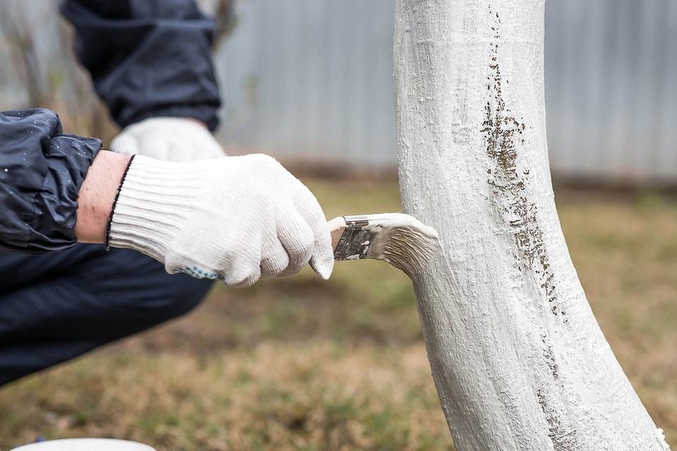 Захист від сонця Захист молодих саджанців від весняного сонця за допомогою спеціальних матеріалів.