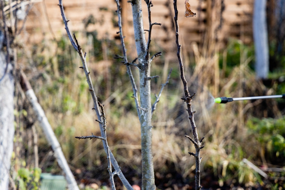Прибирання саду Прибирання опалого листя та сміття в саду для здорового ґрунту.