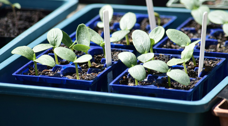 Посів огірків за місяцем Місячний календар посіву огірків на розсаду у березні 2026 року для щедрого врожаю.