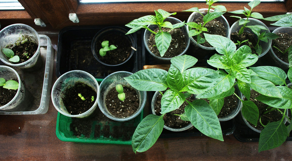 Календар посіву перцю Місячний календар сприятливих днів для посіву перцю на розсаду у березні 2026 року.