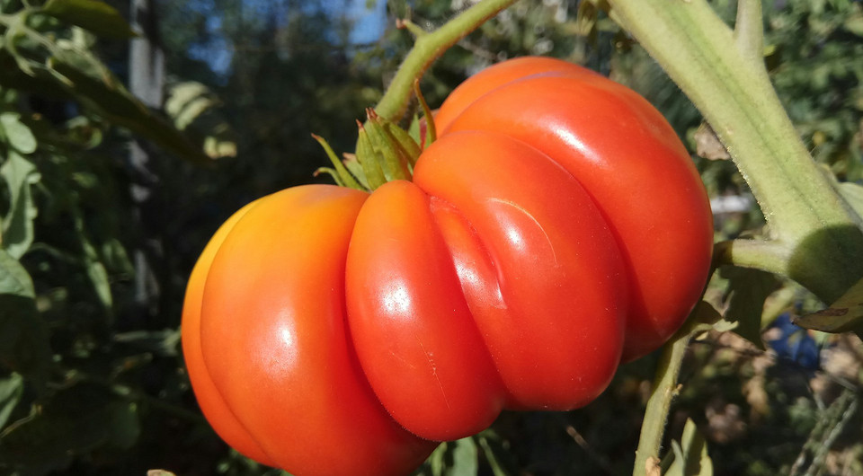 Посадка помідорів у березні Сприятливі дні для посадки помідорів на розсаду в березні 2026 року за місячним календарем.