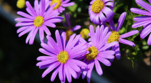 Квіти, як ромашки: секрети успішного догляду 2026 — квіти схожі на ромашки