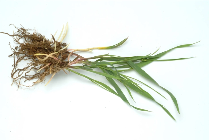 Пирій у саду Густий пирій повзучий, що проростає серед овочевих культур у саду.