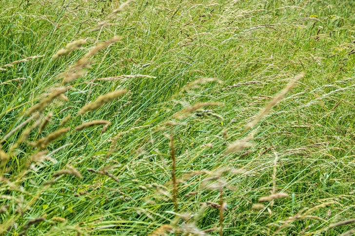 Боротьба з бур'янами Ділянка саду, де видно ознаки боротьби з бур'янами, зокрема пирієм.