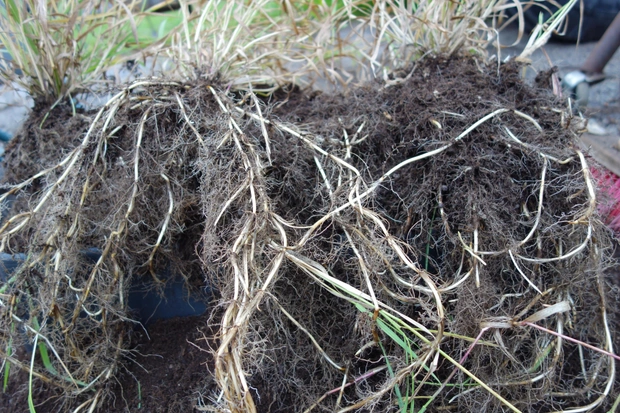 Захист рослин Ряд молодих рослин у саду, що потребують захисту від бур'янів.