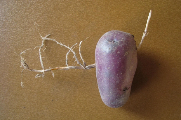 Корені пирію Крупним планом коренева система пирію повзучого, яка глибоко проникає у ґрунт.