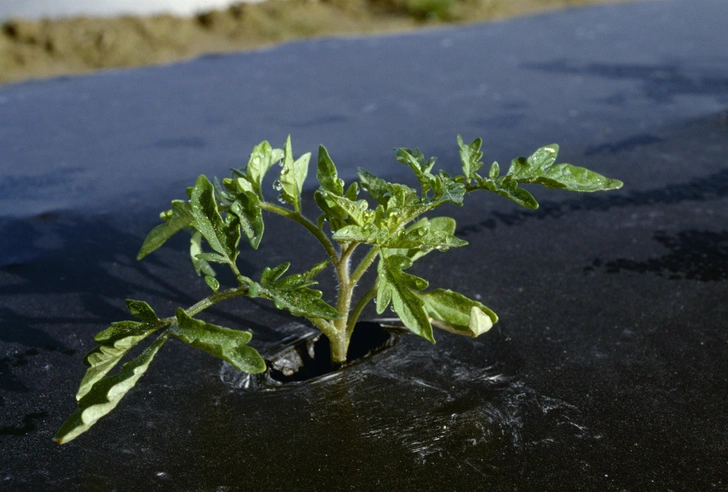 План боротьби План ділянки саду з позначками зон, де потрібно боротися з пирієм.