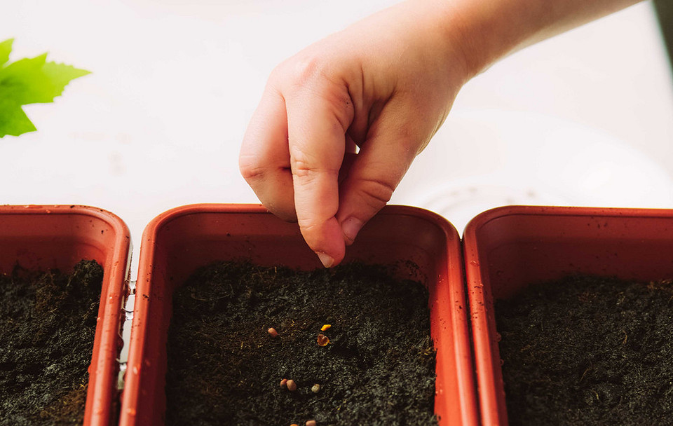 Вирощування з насіння Процес вирощування дихондри з насіння в горщиках, що свідчить про легкість догляду.