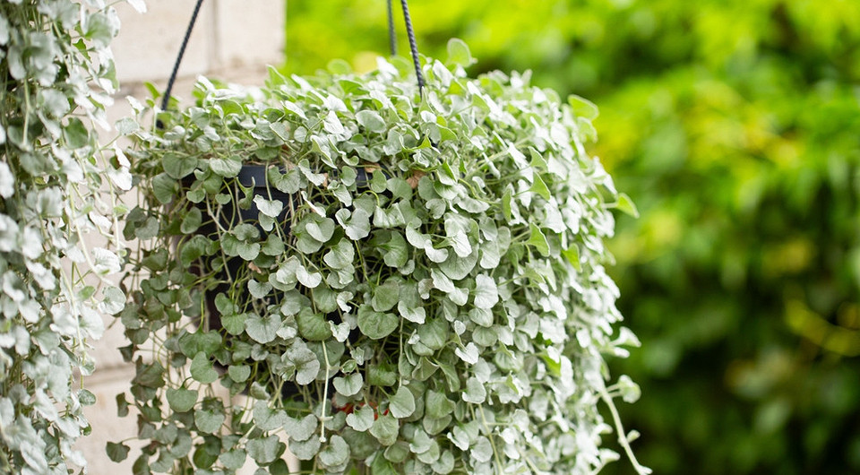 Проростання дихондри Молоді пагони дихондри, що проростають з насіння в домашніх умовах, демонструють початок вирощування.