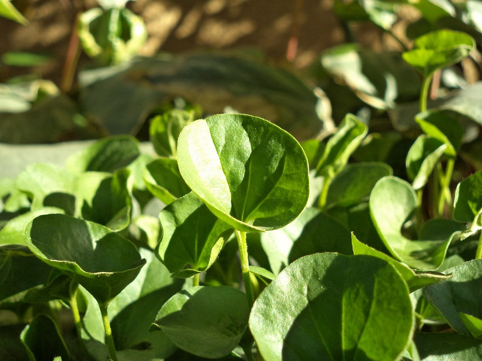 Зелений килим дихондри Густі кущі дихондри, вирощені з насіння, створюють щільний зелений килим на підвіконні.