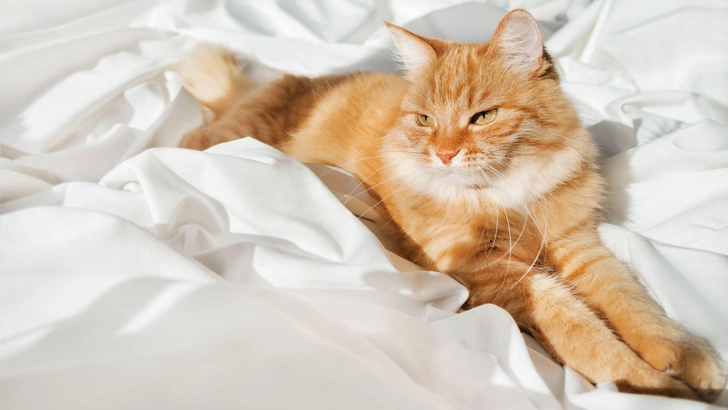 Боротьба з кліщами Схематичне зображення пилового кліща, що показує його будову та вплив на здоров'я.