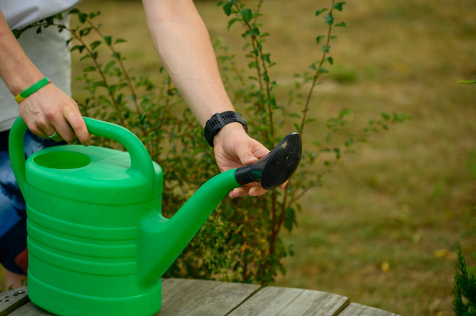 Підкислення ґрунту Рука садівника, що додає спеціальні добрива для підкислення ґрунту під кущі лохини.
