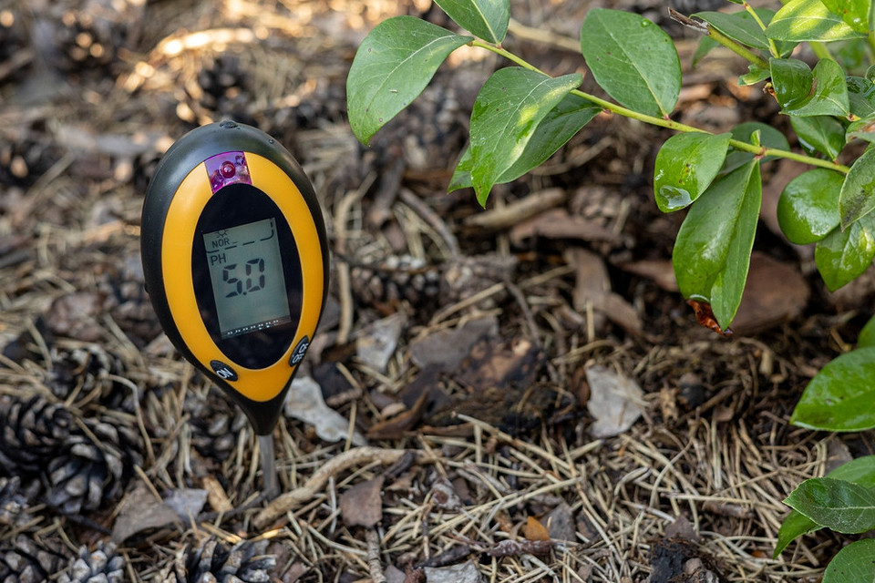 Здорова лохина Розлогі кущі лохини, що демонструють здоровий вигляд завдяки правильній кислотності ґрунту.