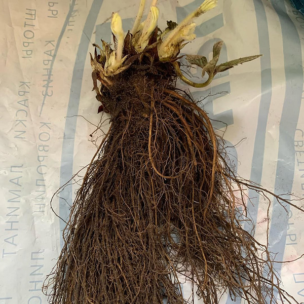 Зберігання розсади фріго Пакет із розсадою полуниці фріго, що зберігається у холодному середовищі.