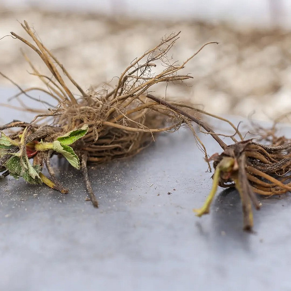 Довгий сезон з фріго Розсада полуниці фріго, яка демонструє потенціал для подовженого сезону плодоношення.