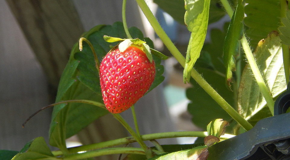 Полуниця фріго: старт! Здорова розсада полуниці фріго, готова до посадки для раннього врожаю.