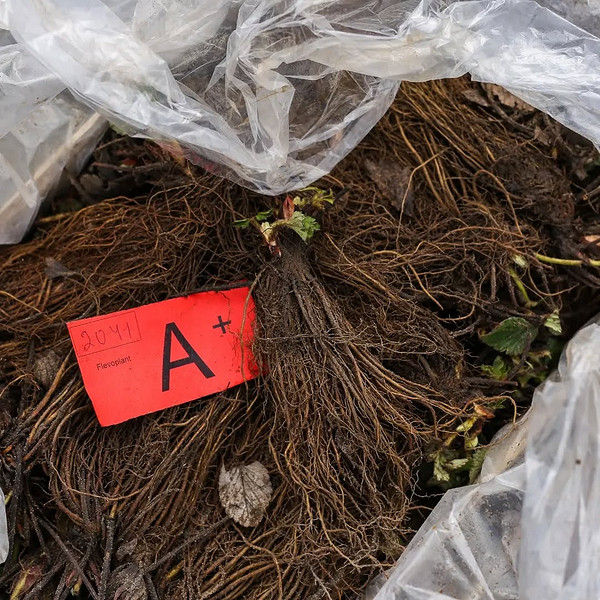 Якісні корені фріго Коренева система розсади полуниці фріго, що свідчить про її якість.