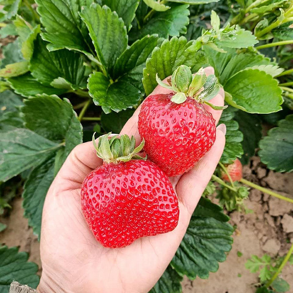 Готовність до посадки Професійно упакована розсада полуниці фріго для транспортування та посадки.