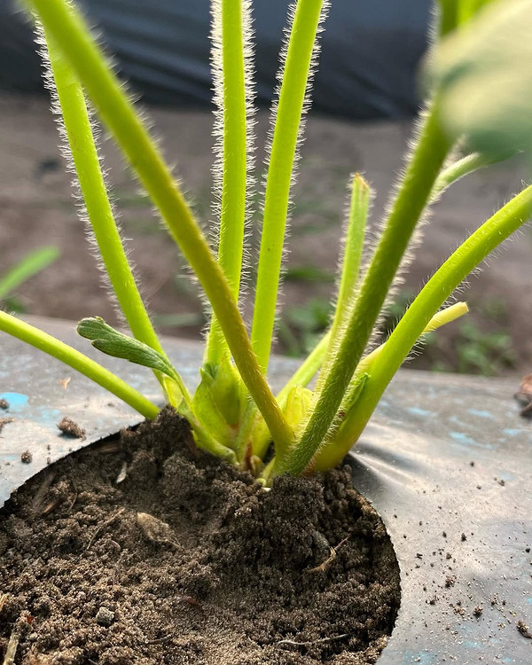 Без заражень: фріго Розсада полуниці фріго, що вирощена без зараження шкідниками та хворобами.