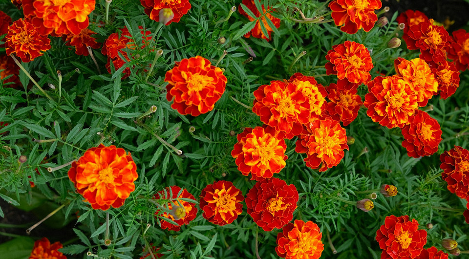 Розсада чорнобривців 2026 Розсада чорнобривців у стаканчиках, готова до висадки у відкритий ґрунт 2026.