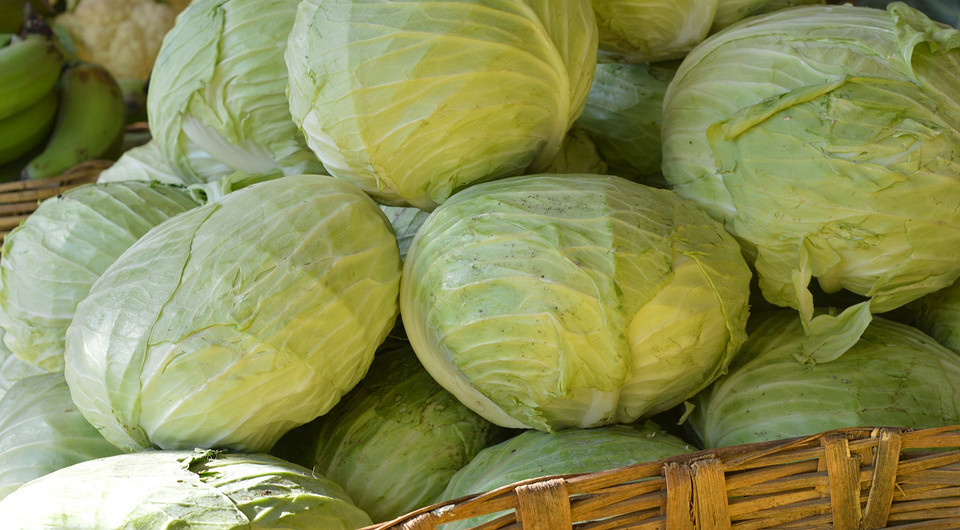 Розсада капусти 2026 Ранні розсада капусти, готова до висадки у відкритий ґрунт у 2026 році.