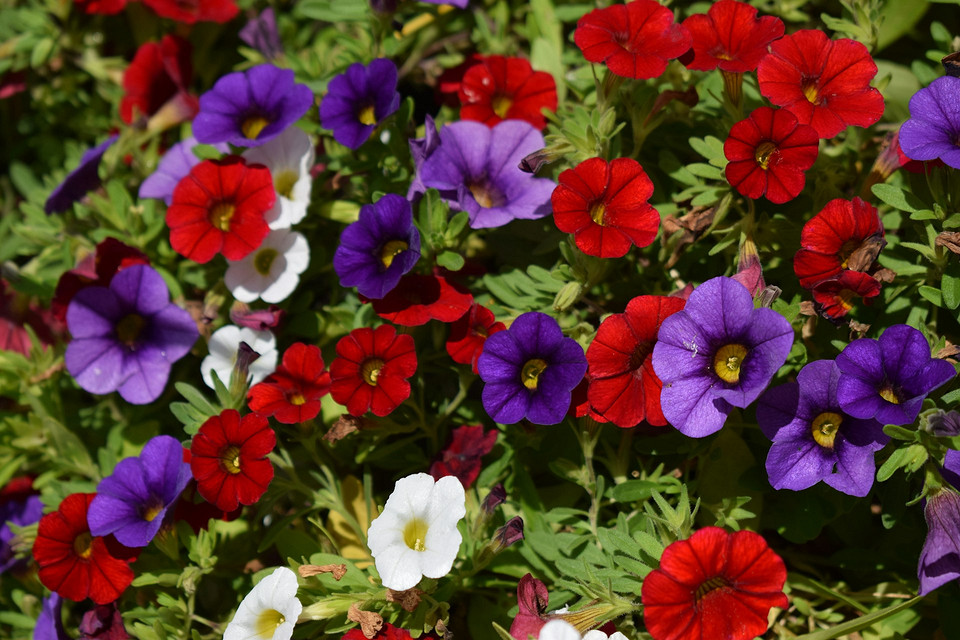 Календар посіву петуній 🗓️ Петунія-2026: Місячний календар для вибору оптимальної дати посіву насіння на розсаду.