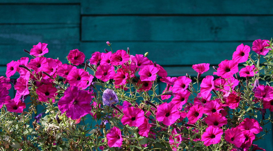 Ідеальний час для петуній 📅 Петунія-2026: Визначення найкращої дати посіву насіння на розсаду за місячним календарем.