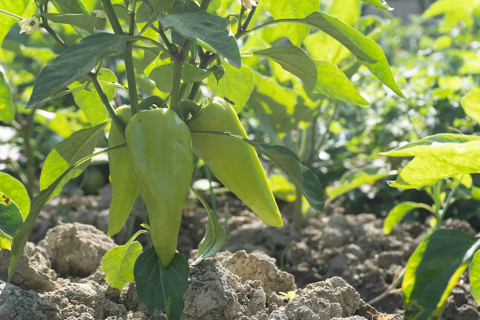 Зростання розсади перцю Молоді паростки перцю, що пробиваються крізь ґрунт у лотках для розсади.