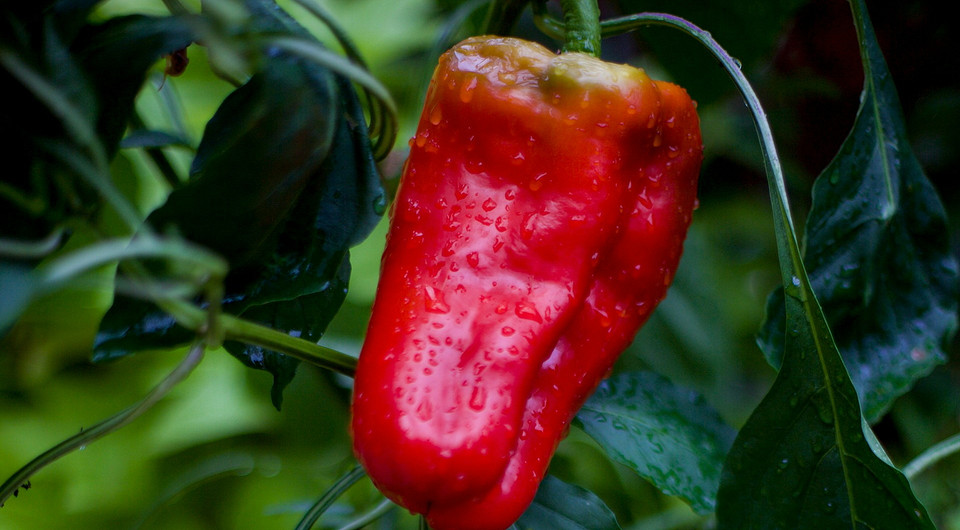 Розсада перцю 2026 Перцеві розсади в стаканчиках, готові до висадки у відкритий ґрунт у 2026 році.