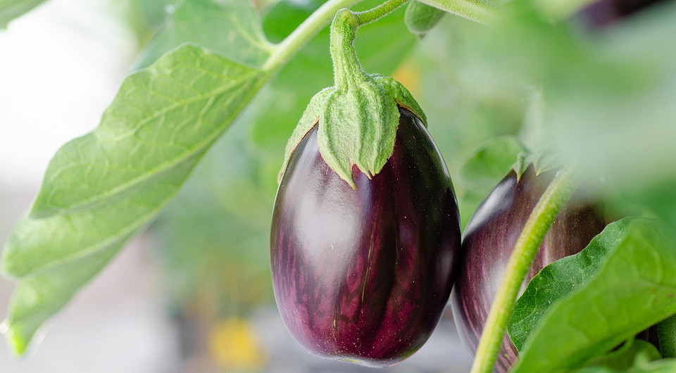 Баклажани 2026: секрети успішної розсади й щедрого врожаю — посадка баклажанів на розсаду 2026