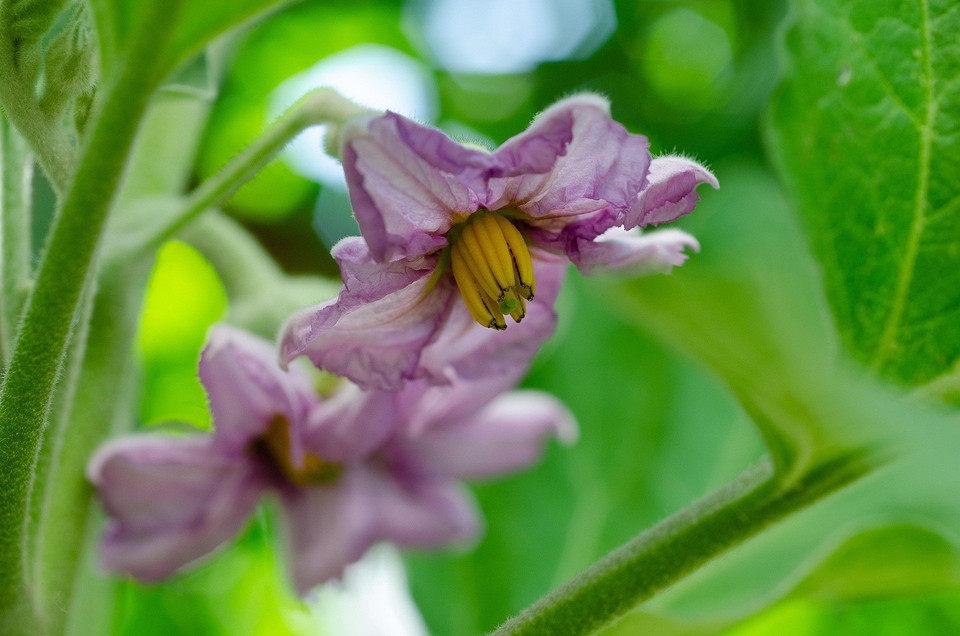 Сходи баклажанів Ряди молодих сходів баклажанів на підвіконні, підготовлені до висадки навесні 2026.