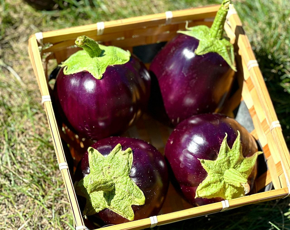 Посадка баклажанів Контейнер з ґрунтом та насінням баклажанів, готовий до посадки на розсаду у 2026.