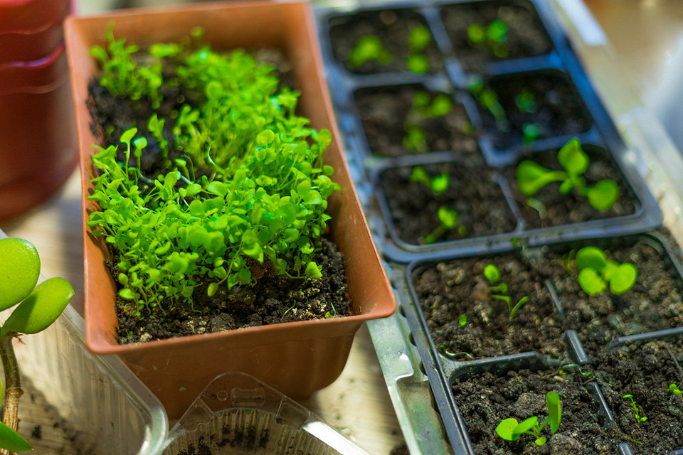 Лобелія: вирощування 2026 Пишний кущ лобелії, поради щодо вирощування розсади у 2026 році.