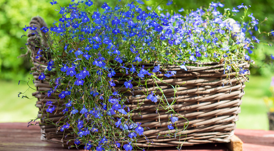 Лобелія цвіте в 2026 Квітуча лобелія на балконі, ідеальний час посіву на розсаду в 2026 році.