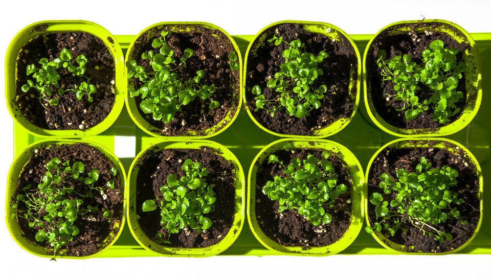 Насіння лобелії 2026 Дрібне насіння лобелії, підготовка до посіву розсади в 2026 році.