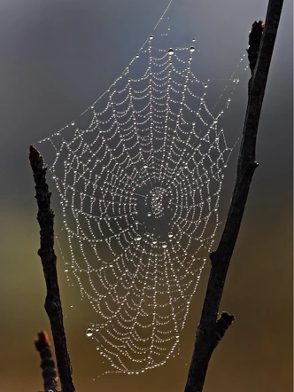 Павук на руці: прикмета Павук повзе по руці, прикмети про павуків: позитив чи негатив