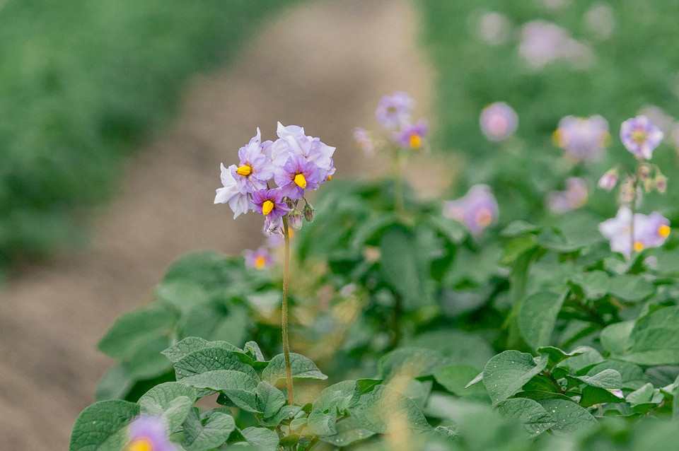Висадка картоплі Процес висаджування картоплі у підготовлений ґрунт у квітні 2026.